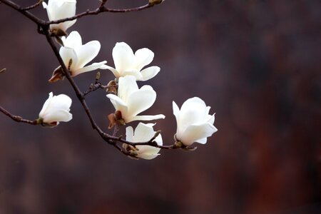 Season magnolia white magnolia photo