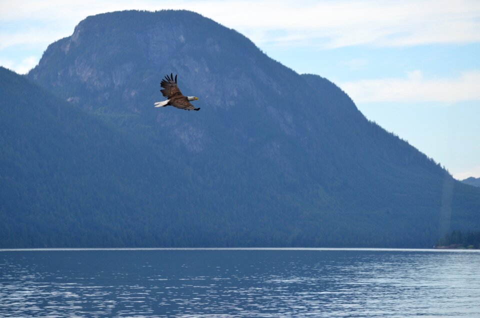Fishing bald eagle british columbia