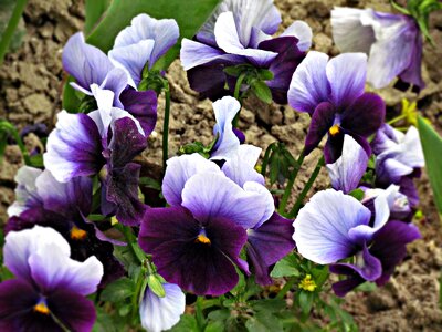 Flowers spring nature