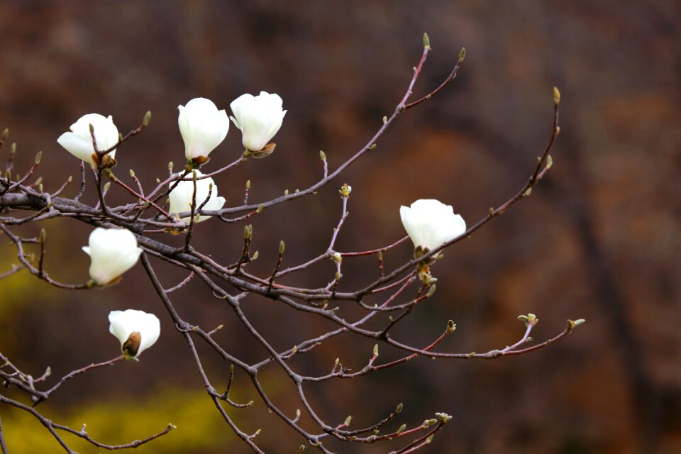 Season magnolia white magnolia photo