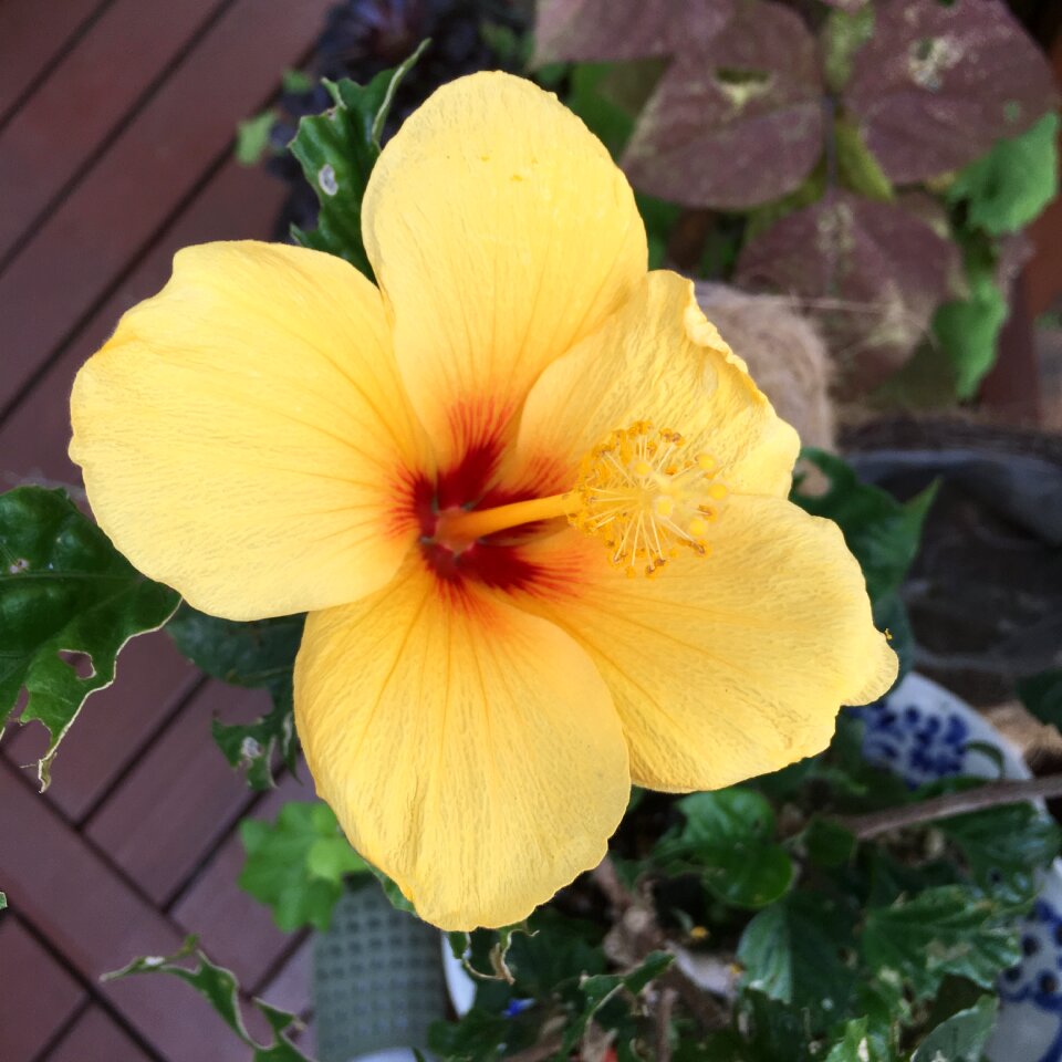 Yellow this year gift