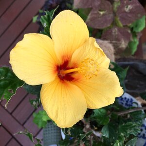 Yellow this year gift