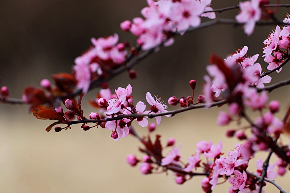 Flora tree cherry