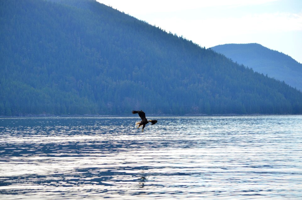 Fishing bald eagle british columbia