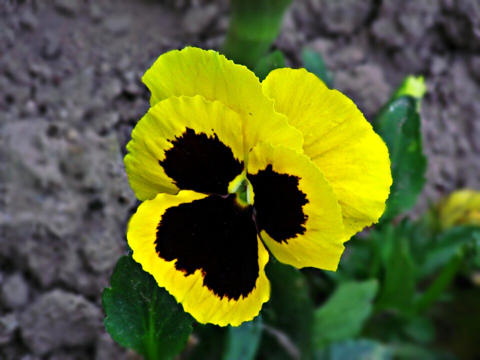 Flowers spring nature