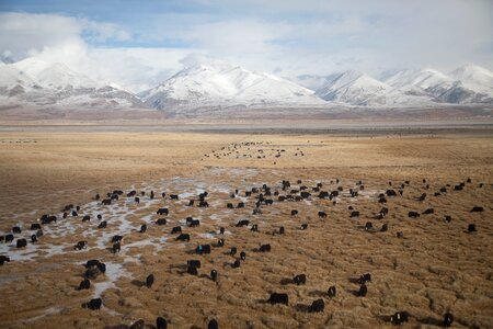 Outdoor cow cattle