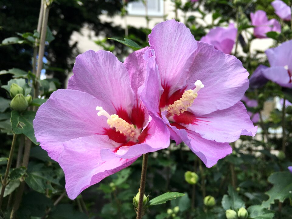 Pink order name unknown