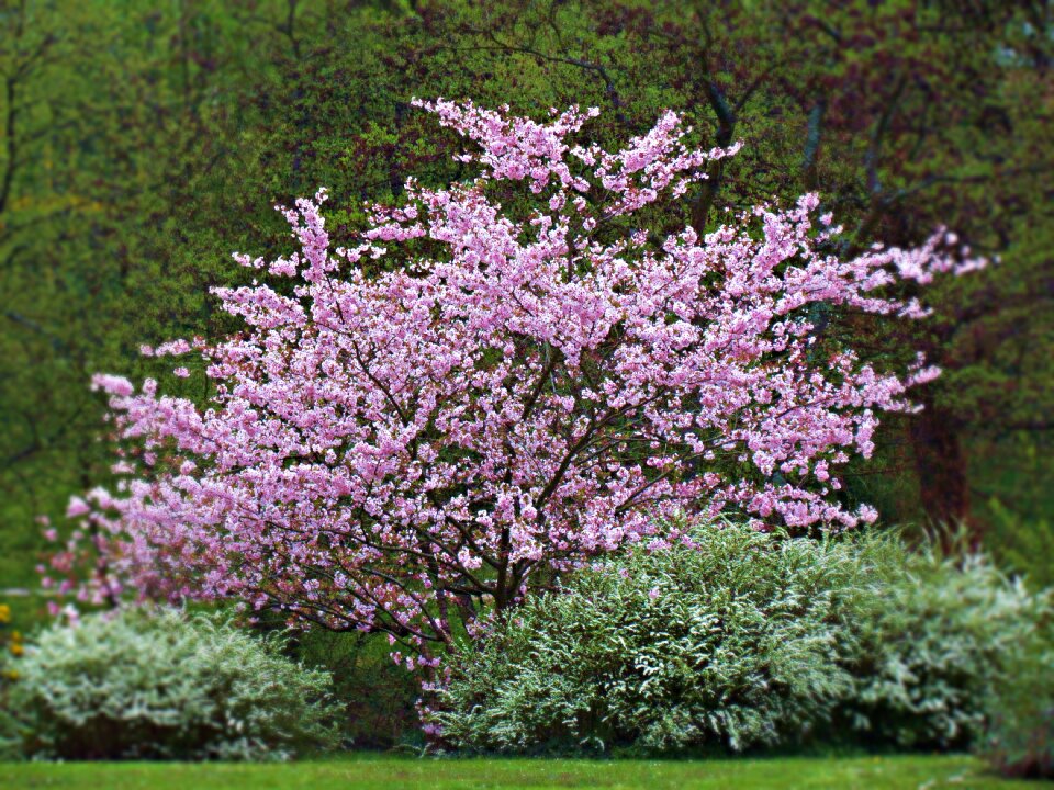 Flowering nature green