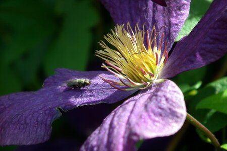 Nature plant garden
