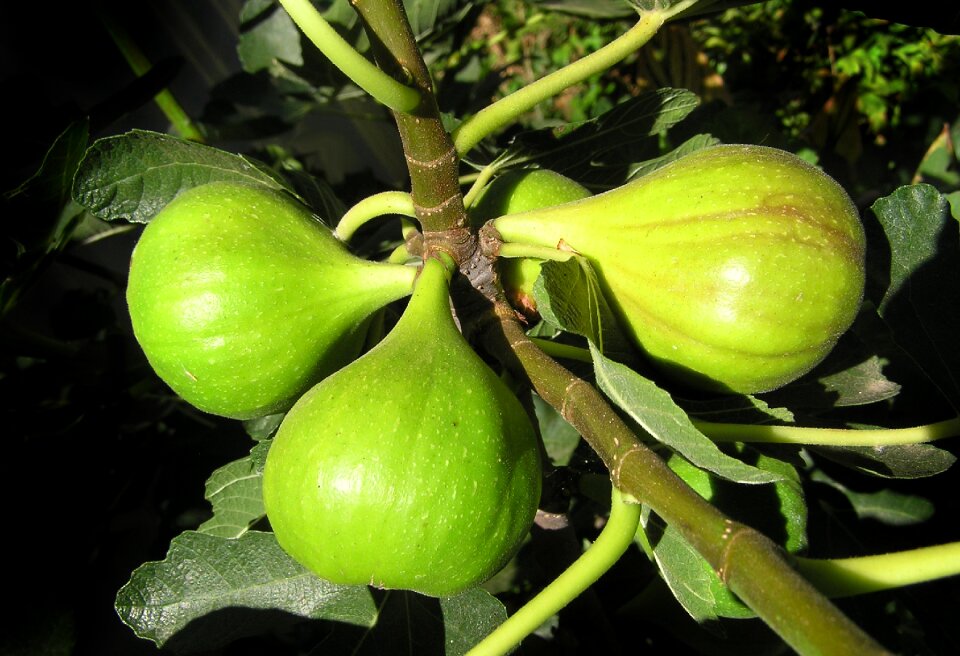 Growing plant harvest