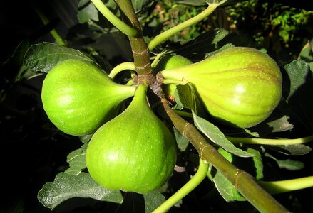 Growing plant harvest