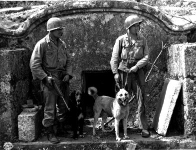 SC 206500 - War dogs, used to ferret out snipers, remain a… photo
