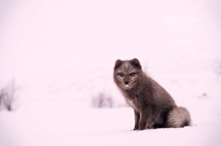 Animal wildlife snow photo