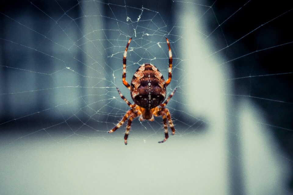 Nature cobweb animal photo