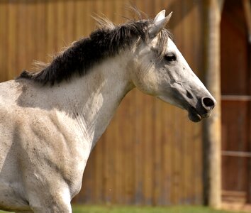 Fun funny waving mane