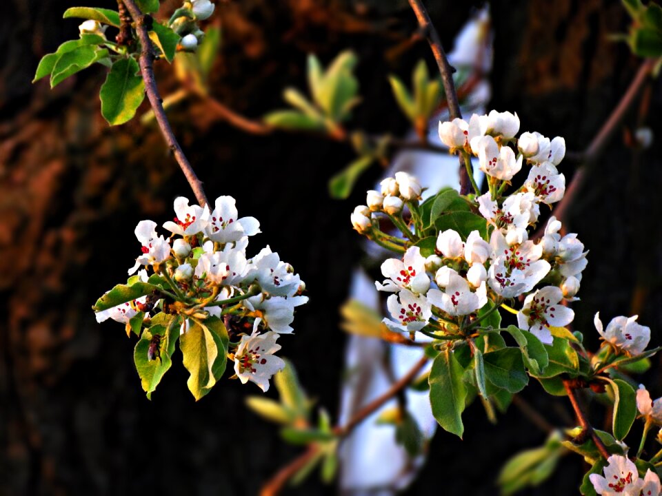 Nature summer small flowers