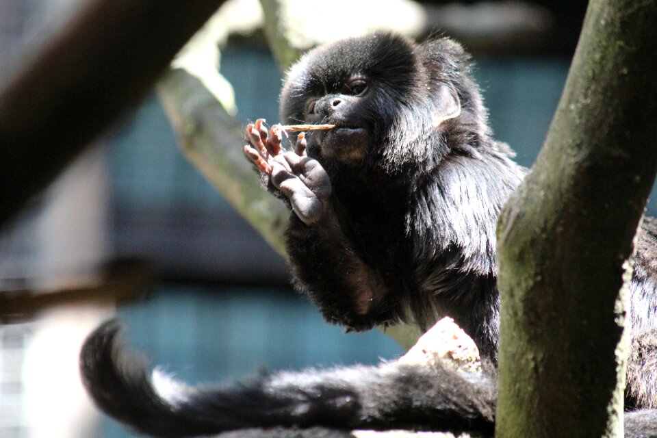Zoo mammal wild