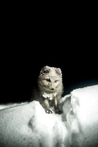 Wildlife snow black snow
