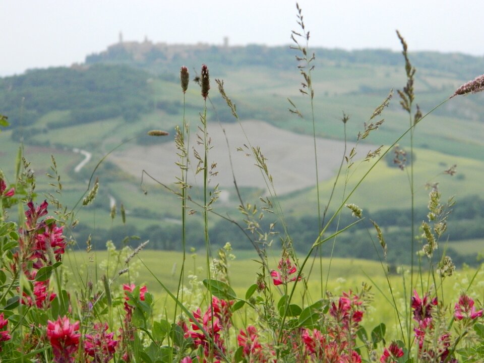 Meadow landscape tuscany