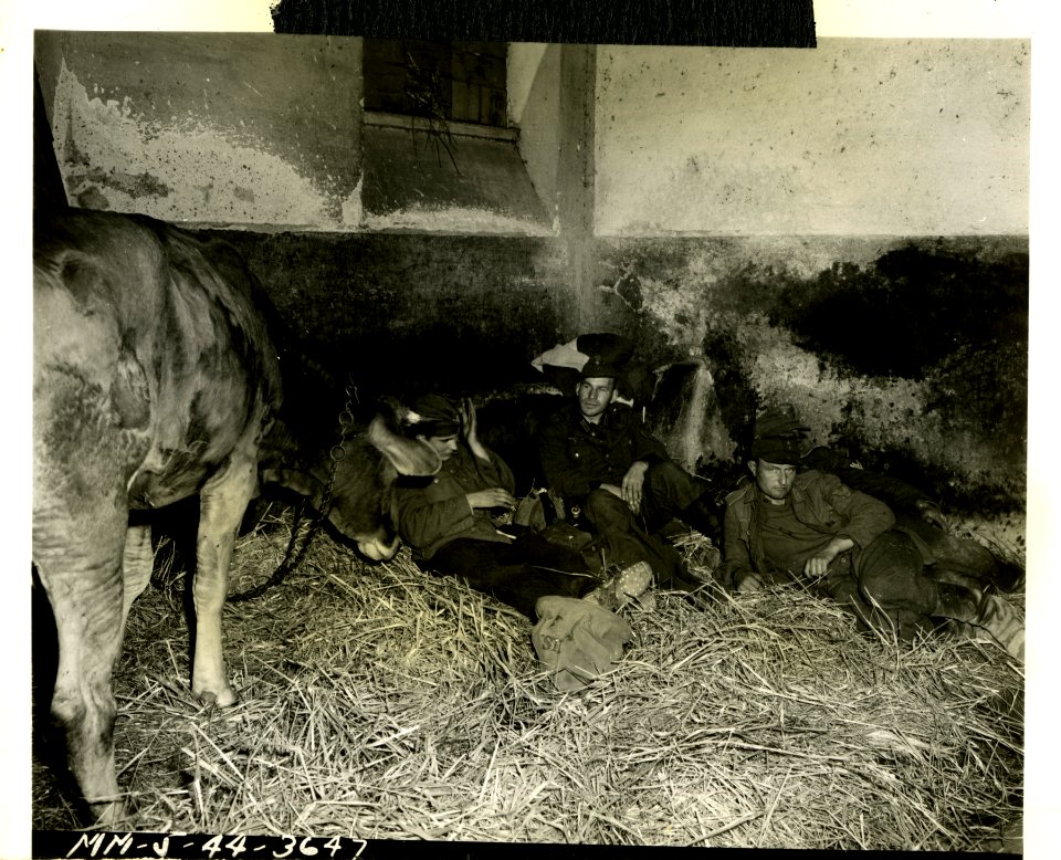 German Prisoners cow eyed! Curiously eyed by the pet cow o… photo