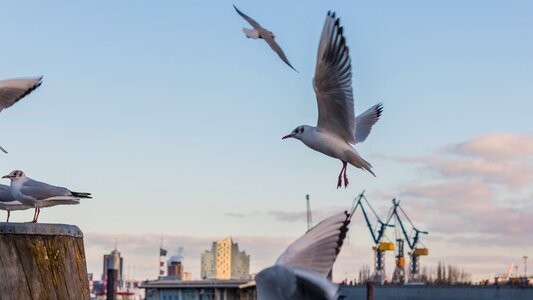 Nature seagull hamburg