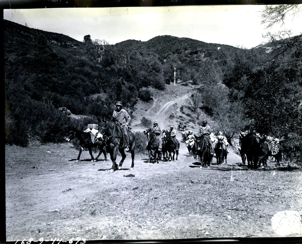 Leaving 89DSA, mules of 35th Quartermaster Corps Pack Trai…