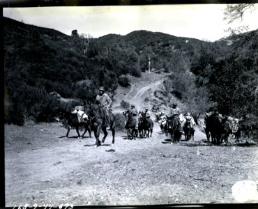 Leaving 89DSA, mules of 35th Quartermaster Corps Pack Trai…