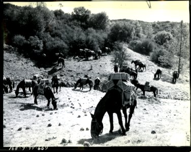 These mules of 35 Quartermaster Corps, Pack Train, 4th Pla…