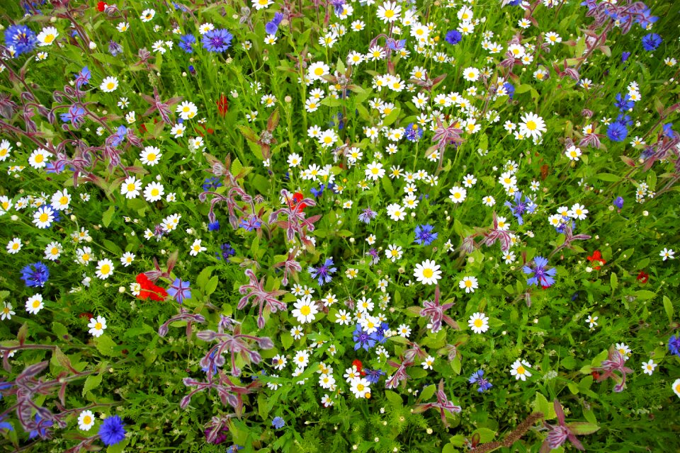 Wild plant white