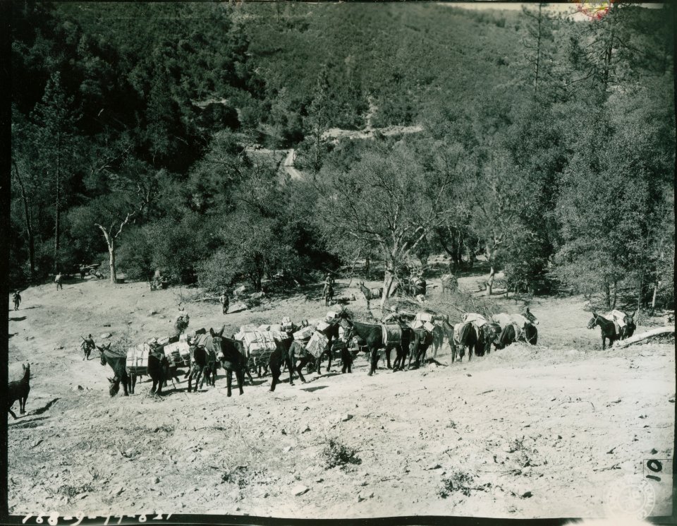 Mules of 35 Quartermaster Corps Pack Train, 2nd Platoon ar…