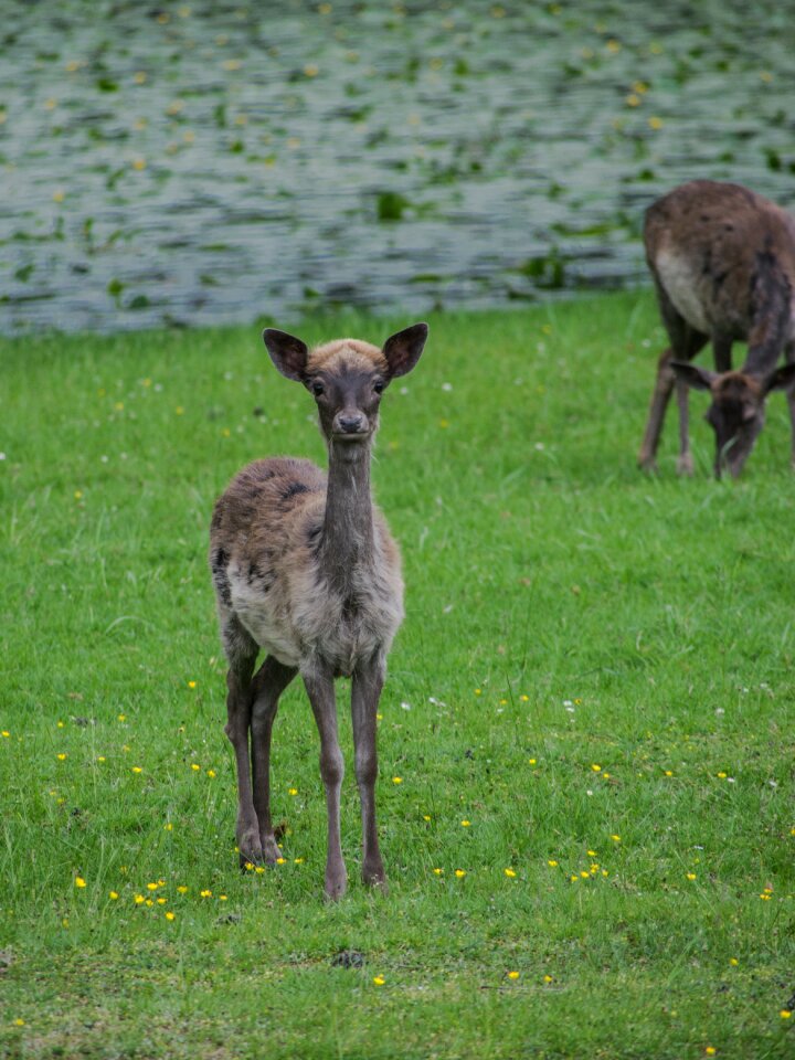 Cub fallow deer park