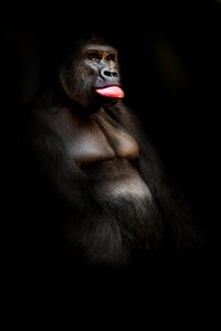 Animal portrait face