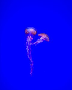 Ocean water underwater