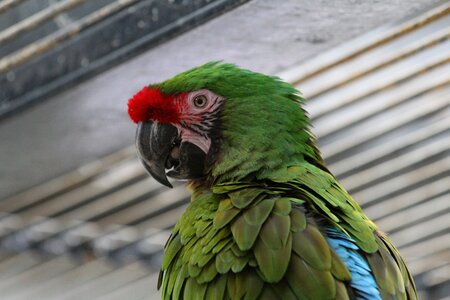 Green parrot bird zoo photo