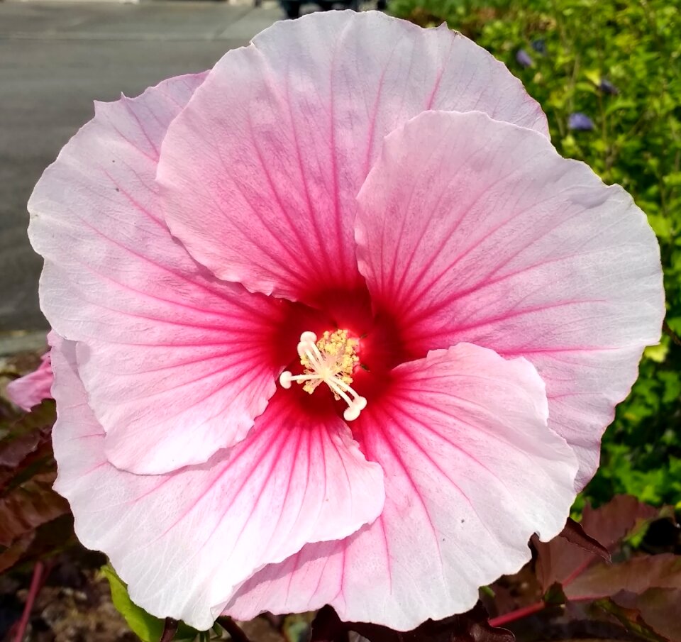 Nature garden summer