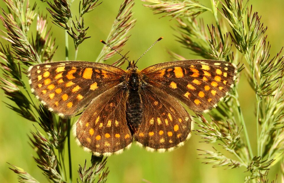 Summer plant butterfly