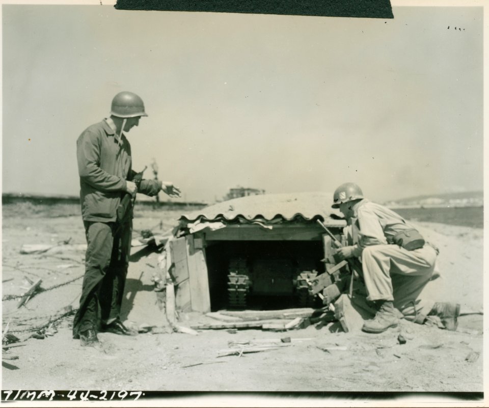 German doodle bug in small covered beach revetment is exam…
