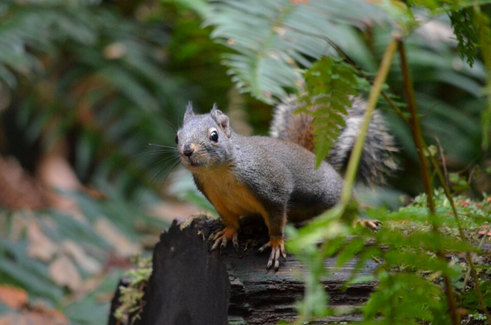 Wildlife animal cute