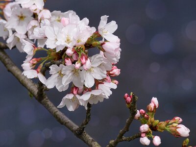 Nature cherry wood flowers