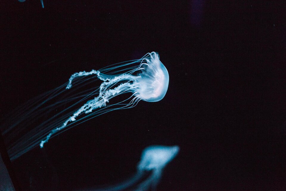 Ocean underwater black animals
