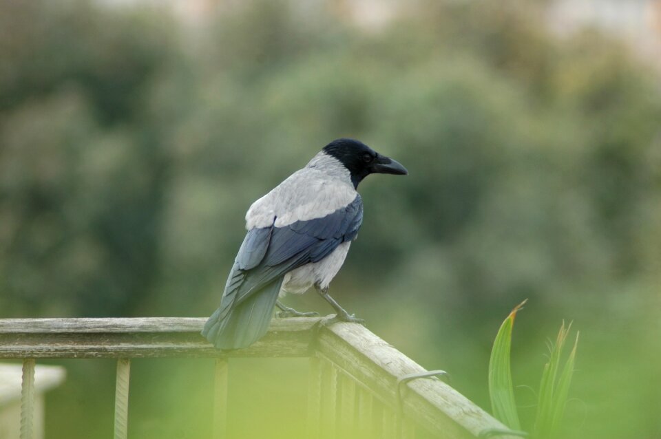 Animal outdoors hooded crow