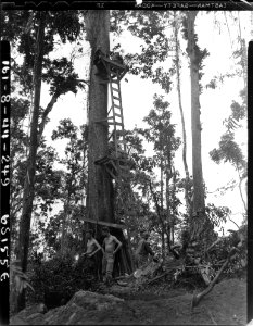 SC 190524 - Americal Div. sniper platform on banyan tree. … photo