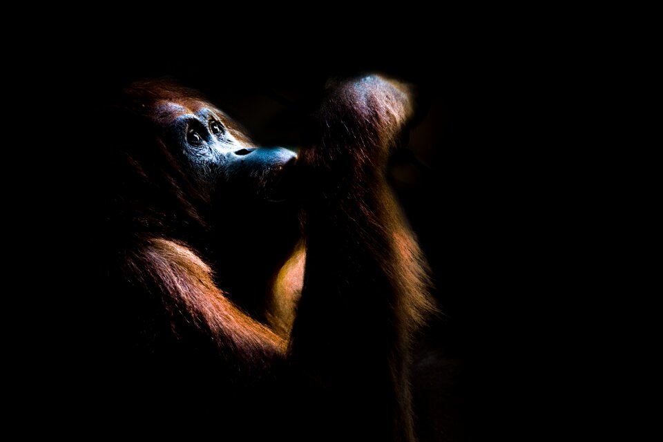 Mammal animal world animal