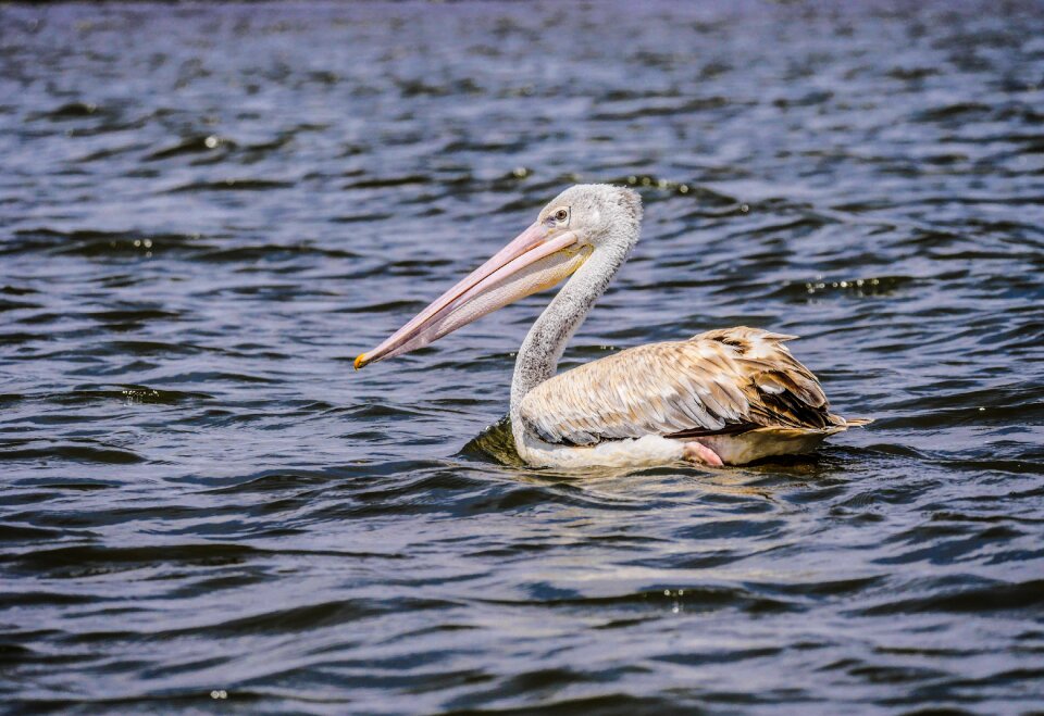 Lake naivasha kenya africa