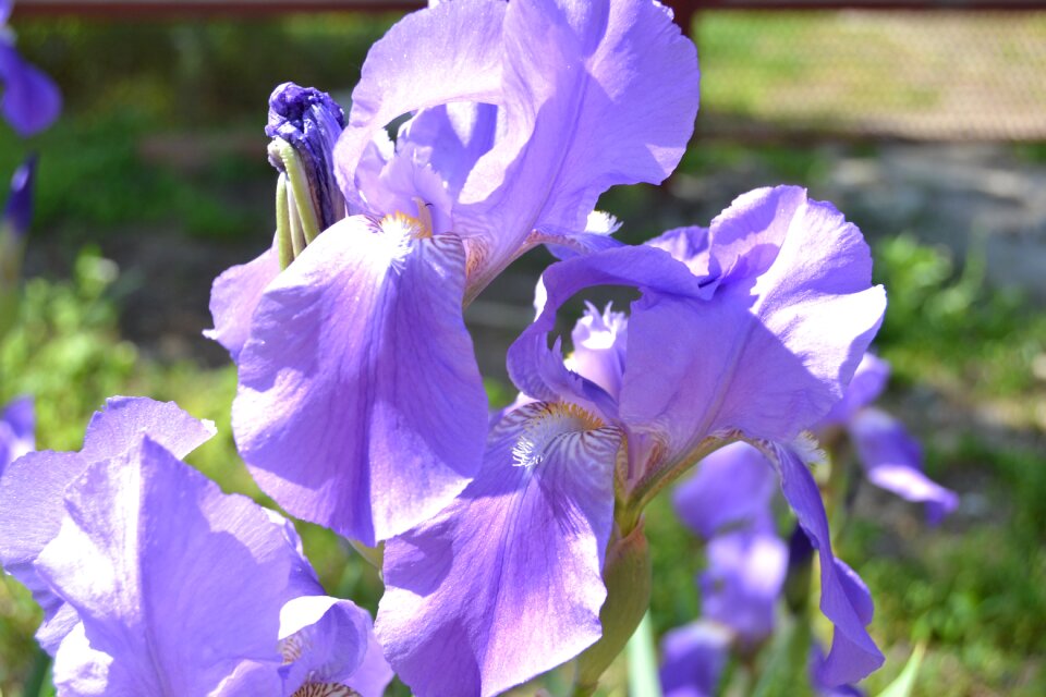 Nature dacha flowers