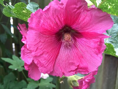 Garden nature sheet