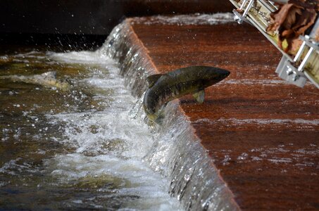 Wildlife fish brown fish