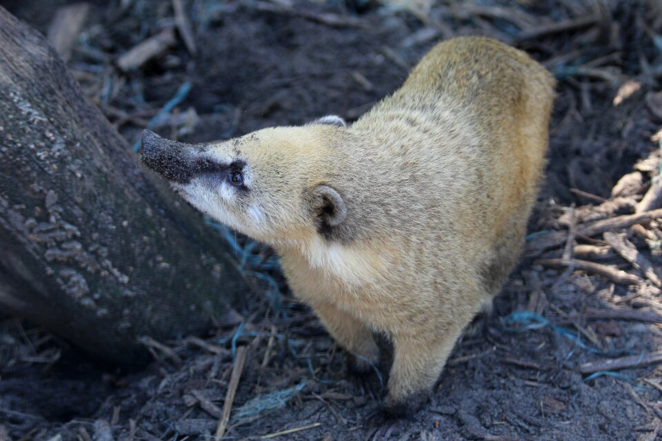 Neusbeer wild zoo