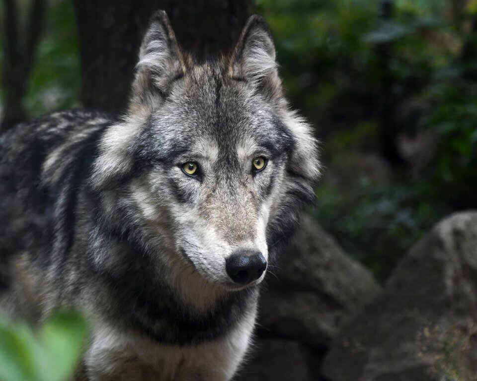 Animal mammal portrait