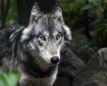 Animal mammal portrait
